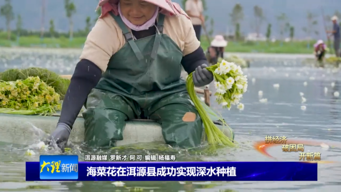 海菜花在洱源县成功实现深水种植