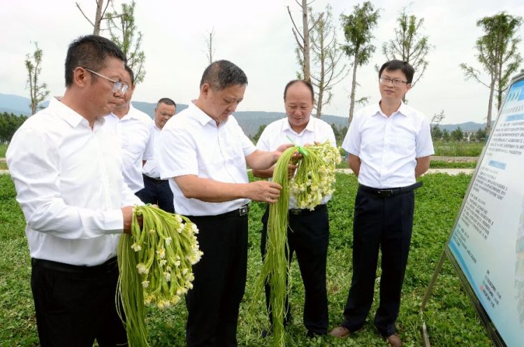 8月30日，州委书记杨国宗在上海蔬菜集团洱源海菜种植基地，调研“以湿养湿”和海菜花生态产业发展情况。 (2)_proc_副本.jpg