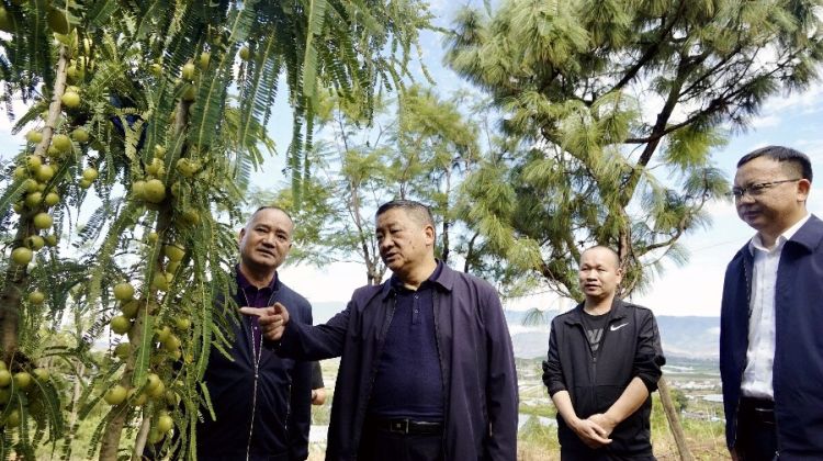 10月16日下午，杨国宗在云南树翡翠农林科技有限公司调研产业发展情况1_proc_副本.jpg