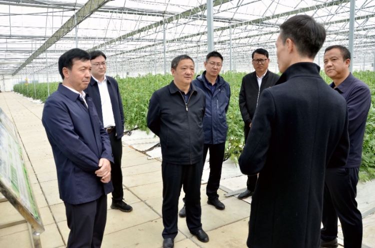 11月5日，在弥渡自然之星农业科技有限公司调研时，杨国宗现场了解示范项目建设情况以及蔬菜品牌创建工作_proc_副本.jpg