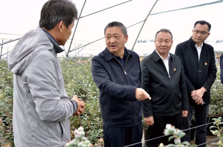 11月5日，来到维先农业科技（弥渡）有限公司，杨国宗走进种植基地，现场调研现代化设施小浆果种植情况_proc_副本.jpg