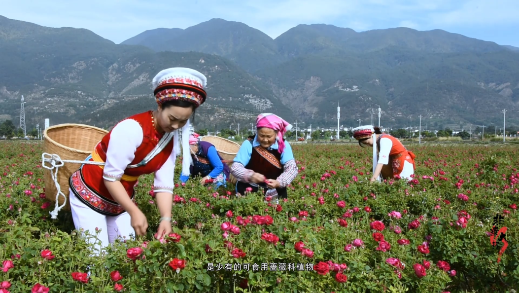 采摘鲜花