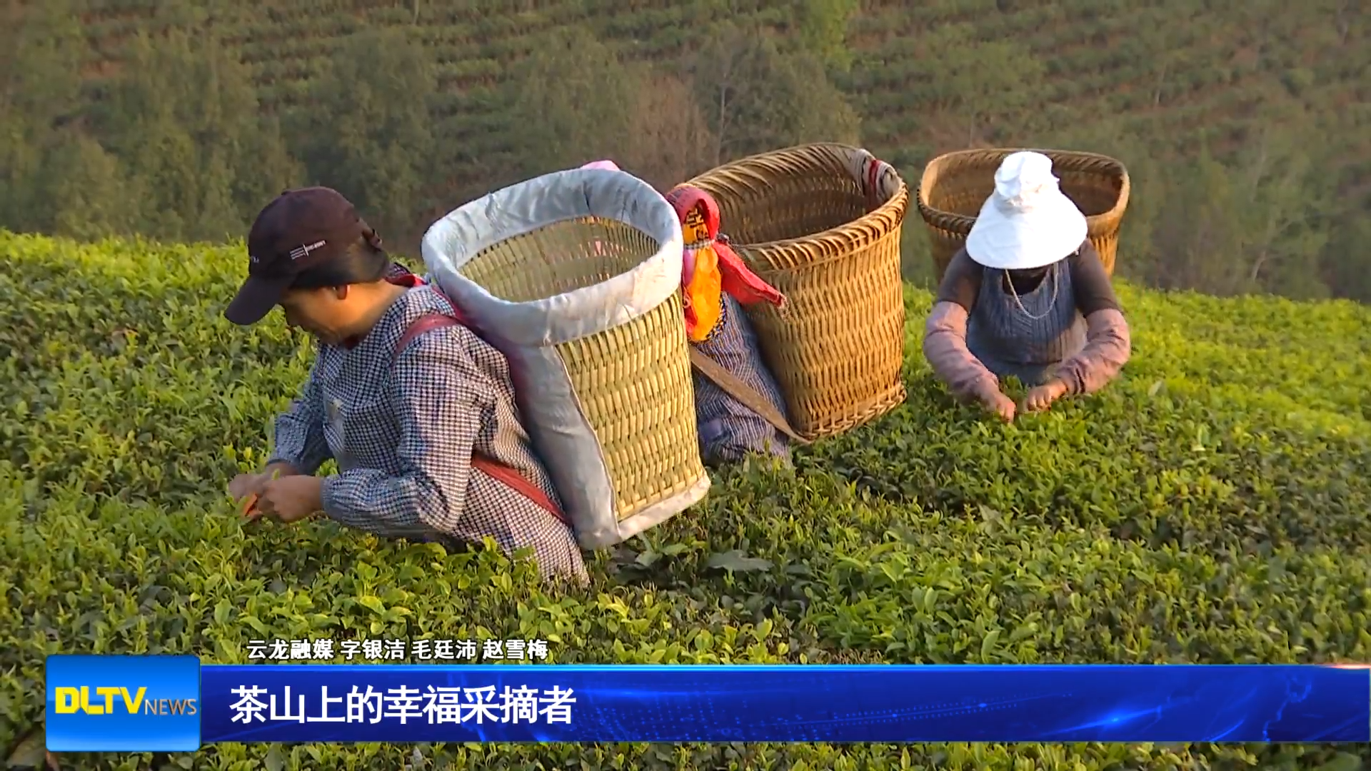 茶山上的幸福采摘者
