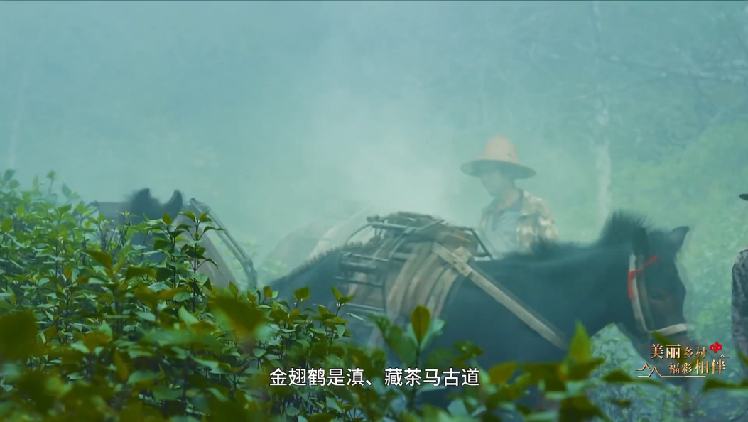 乡愁大理之曾说大理第434期 