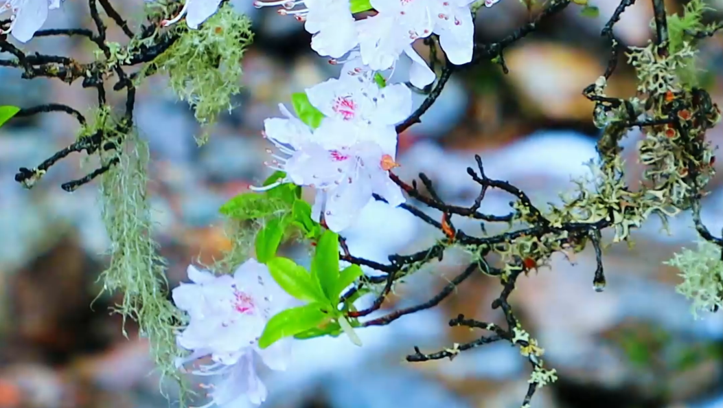 杜鹃映雪  密林藏幽#老君山#杜鹃花#在大理爱上生活