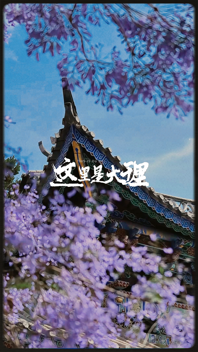 #在大理爱上生活 五月，去巍山看一场紫色的烟火#蓝花楹 #这里是大理 #巍山