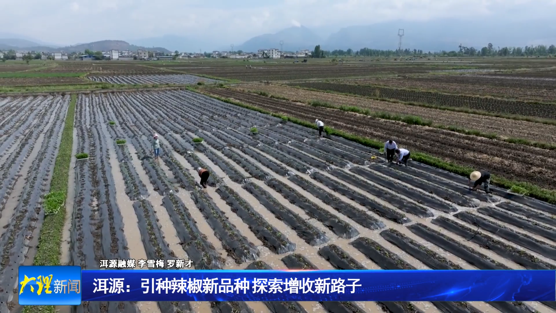 洱源：引种辣椒新品种 探索增收新路子