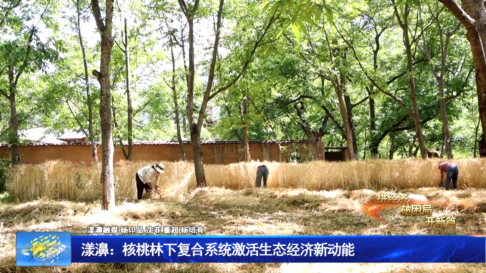 漾濞：核桃林下复合系统激活生态经济新动能