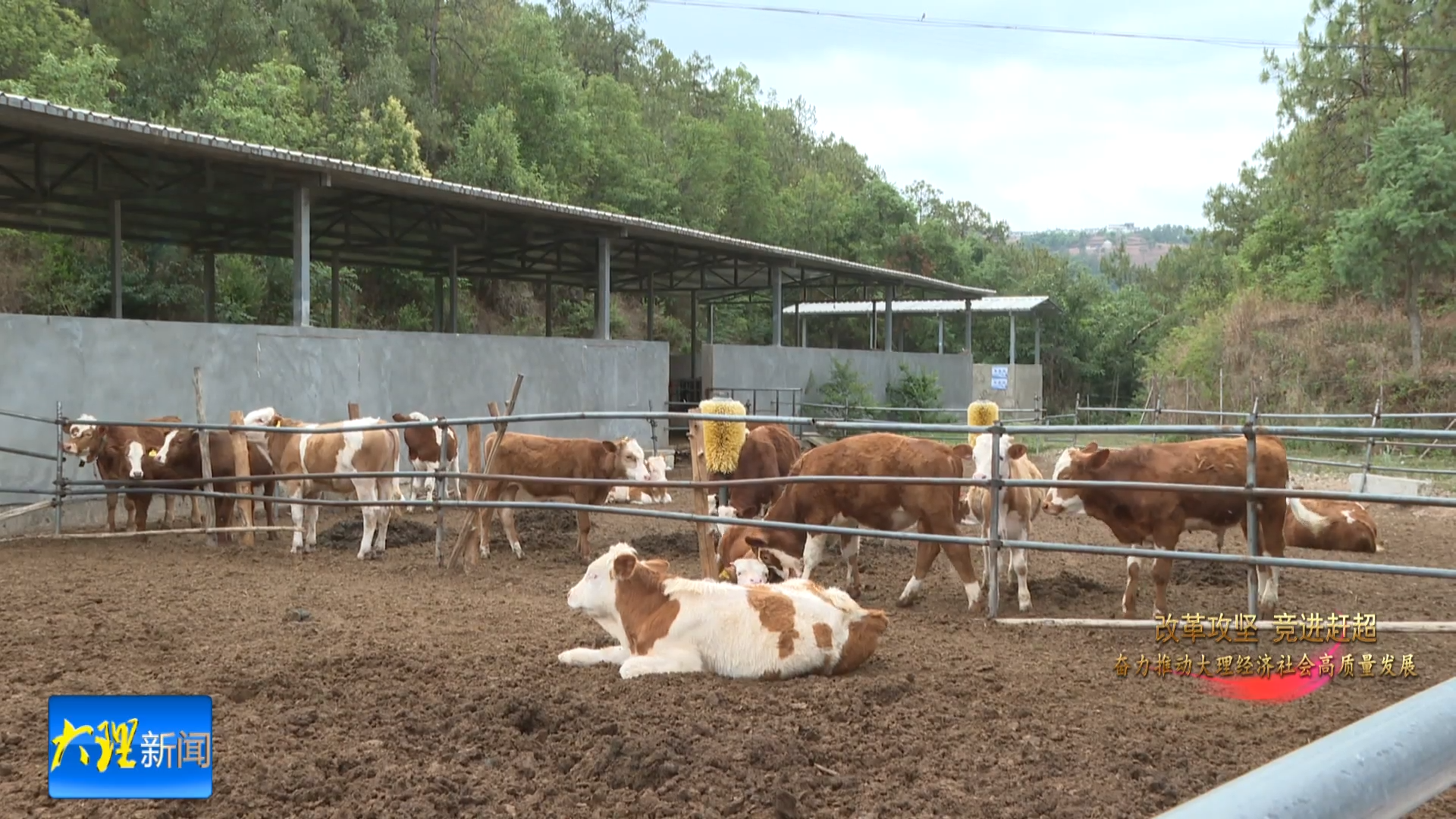 巍山县发展肉牛产业系列报道之一技术支撑驱动质量升级