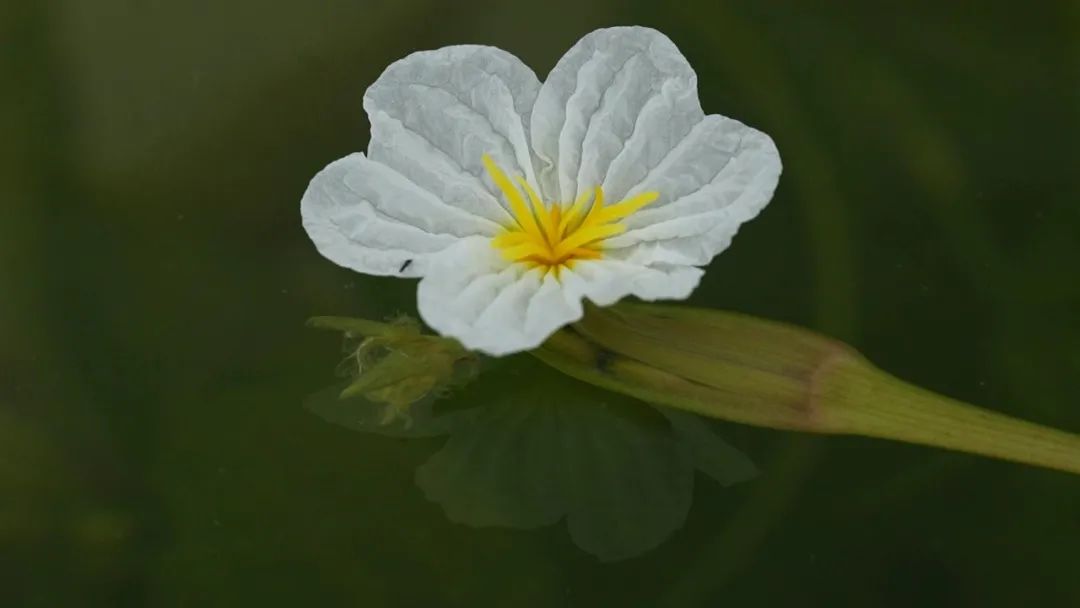 洱海“小白花”开新局：鱼草共生解锁“以湿养湿”