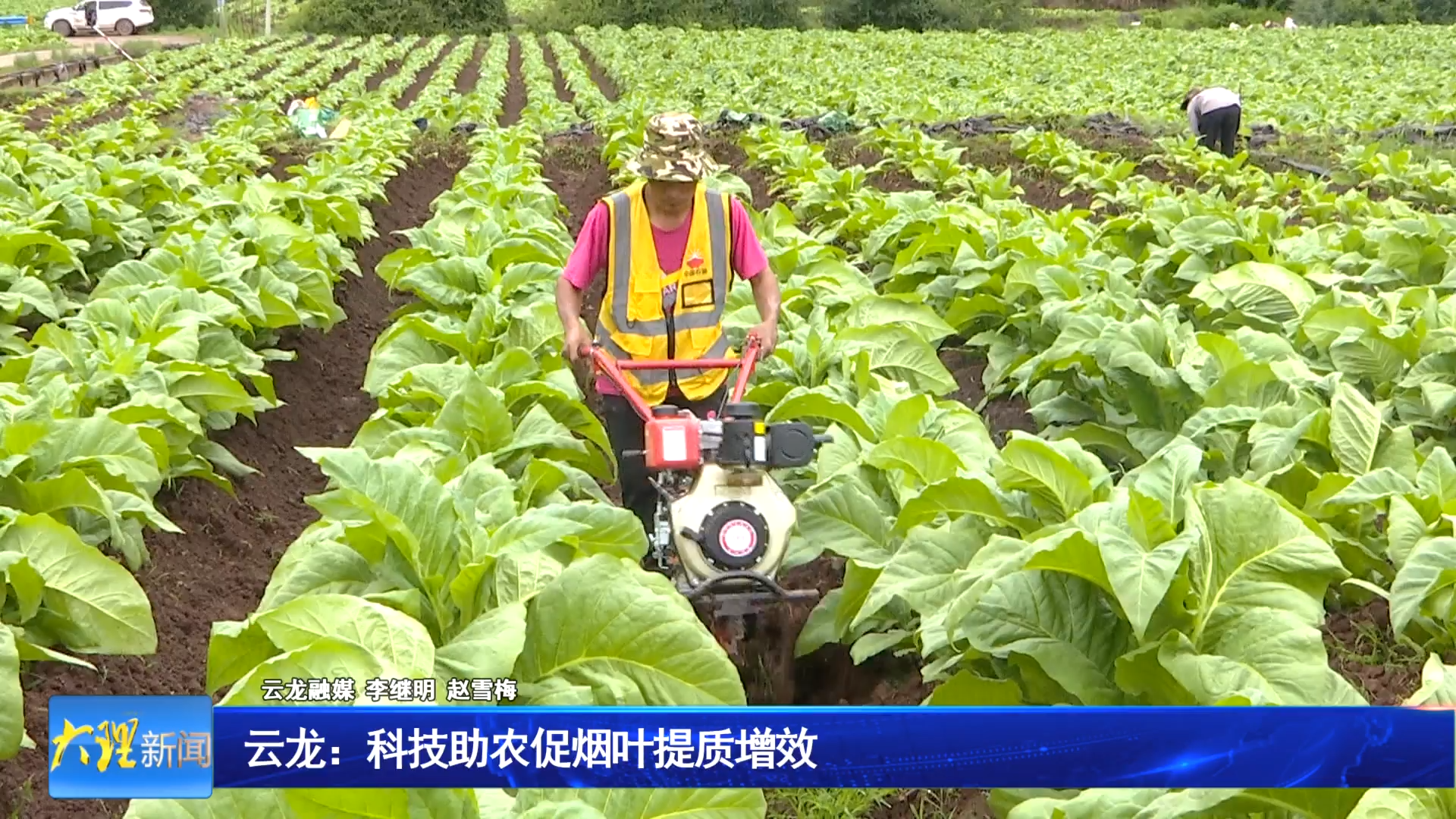 云龙：科技助农促烟叶提质增效