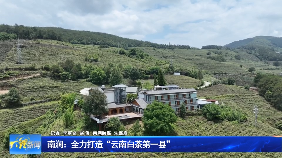 南涧：全力打造“云南白茶第一县”