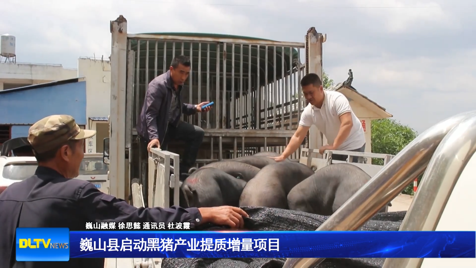 巍山县启动黑猪产业提质增量项目