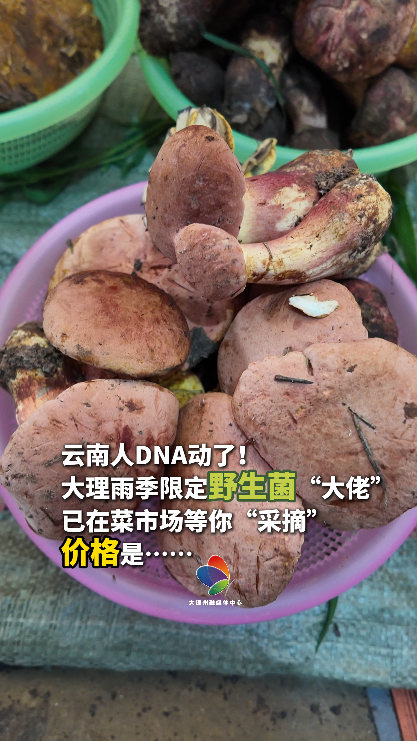 云南人DNA动了！大理雨季限定野生菌“大佬”已在菜市场等你“采摘”！价格是……#在大理爱上生活 #见手青花束是云南人独有的浪漫 #这个夏天来云南吃最野的菜