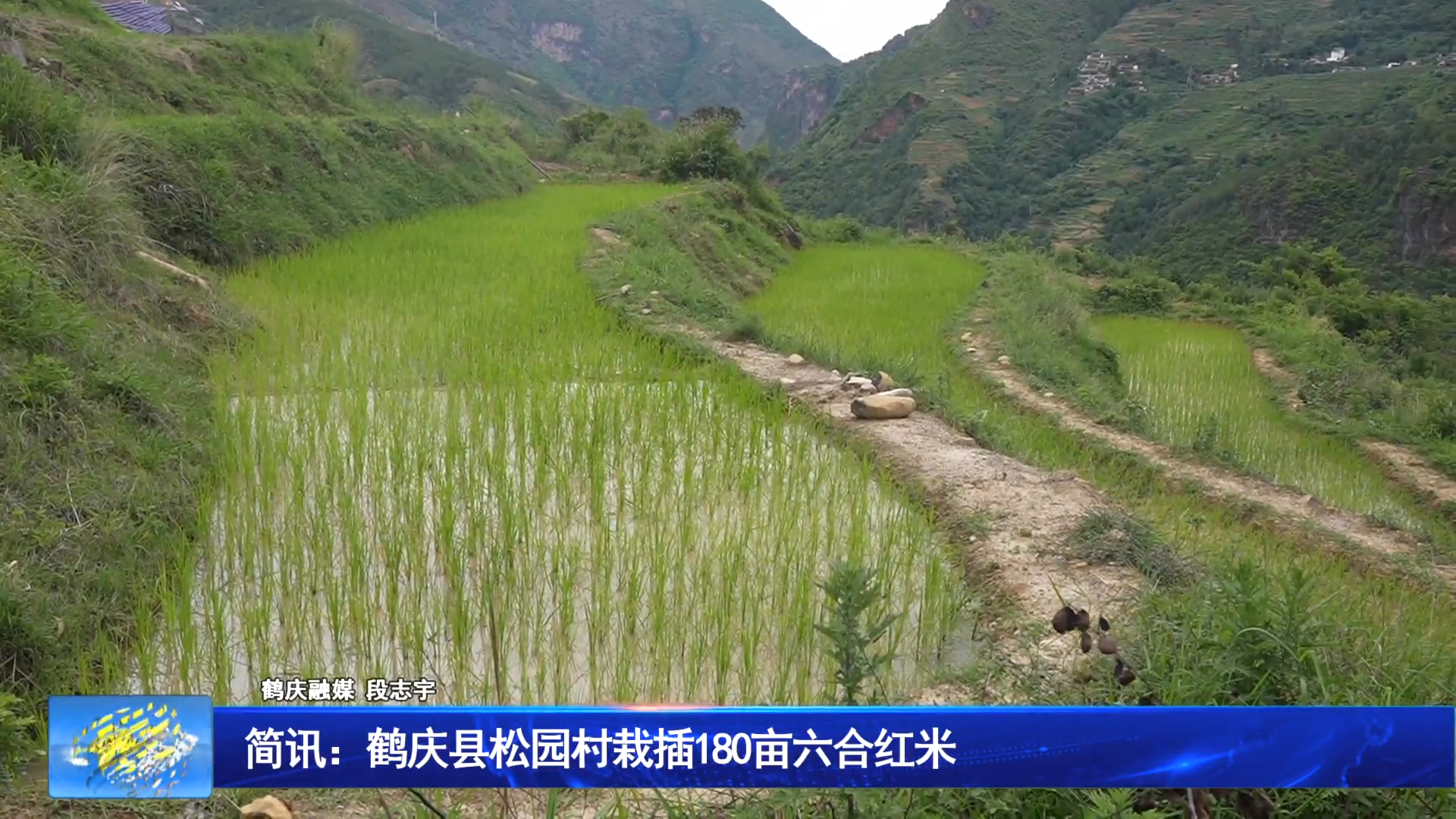 简讯：鹤庆县松园村栽插180亩六合红米