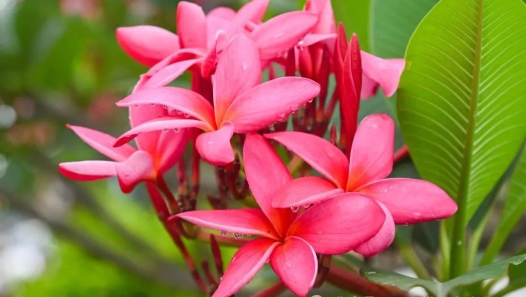 这抹“红”真绝！红鸡蛋花点燃盛夏