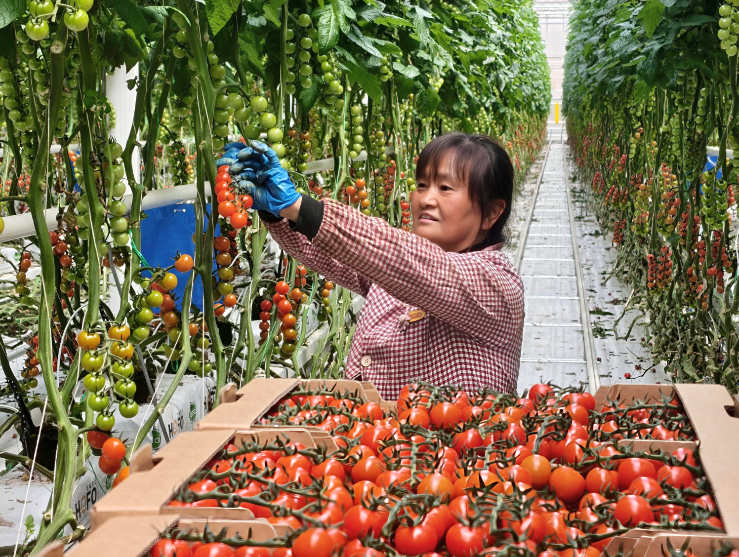 大理高原特色农业走出“小特新”之路