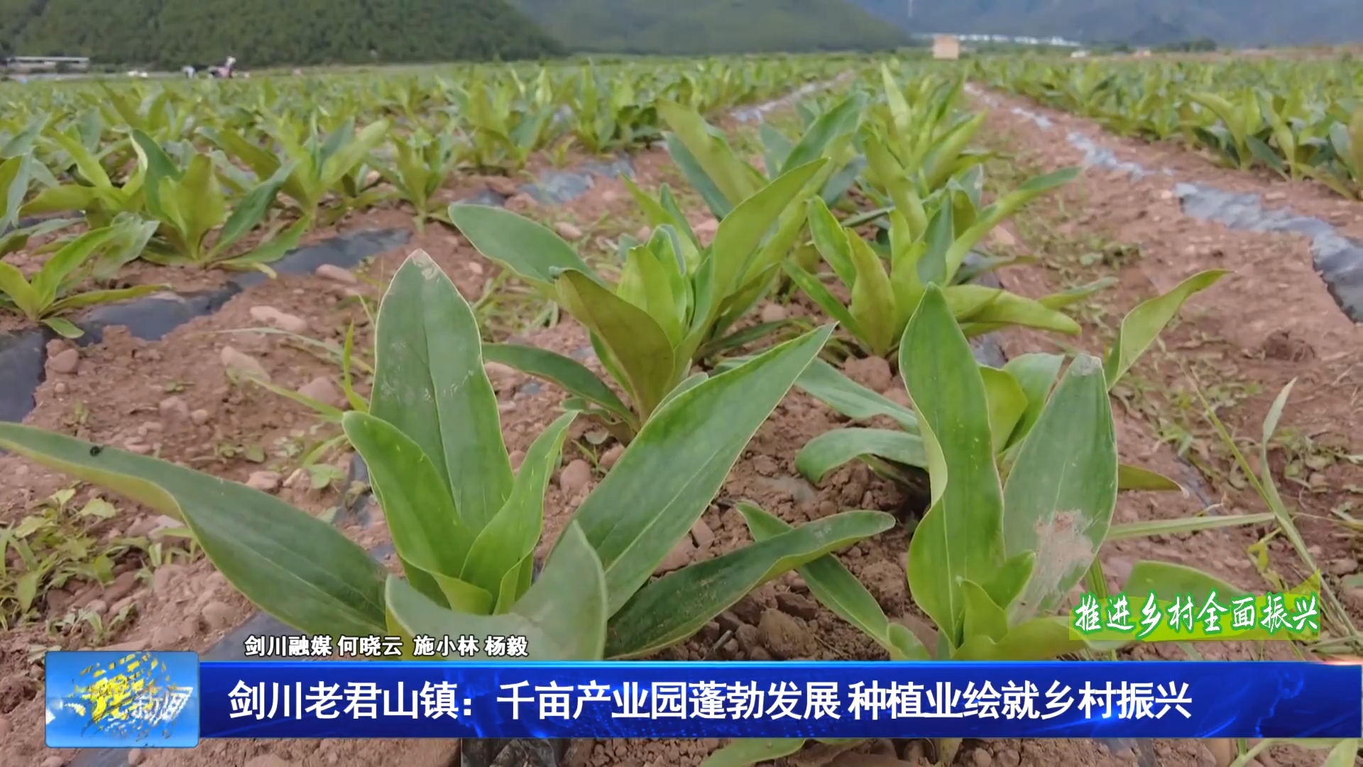 剑川老君山镇：千亩产业园蓬勃发展 种植业绘就乡村振兴
