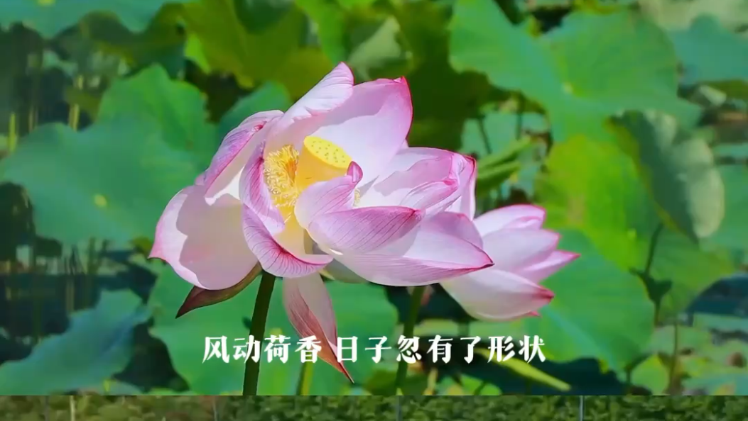 大理鹤庆荷花盛开，荷香袅袅，晕染了整个夏天。快去寻那片荷田，赴一场夏日之约吧！#在大理爱上生活 #大理夏日美景 #鹤庆荷花