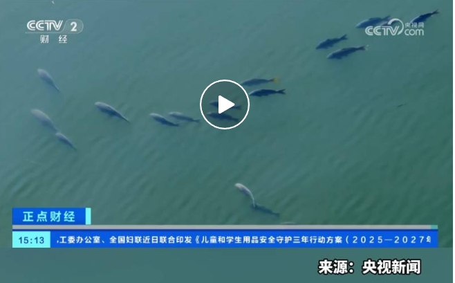央视关注：夏雨后，洱海现鱼阵景观