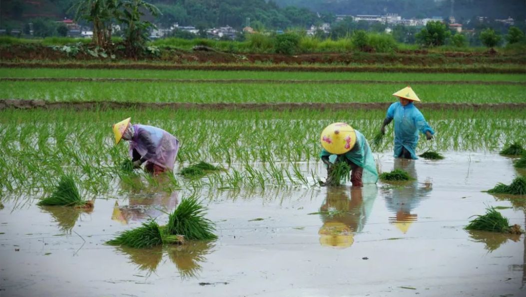 雨雾中插秧，陇川水田绘出夏日丰景
