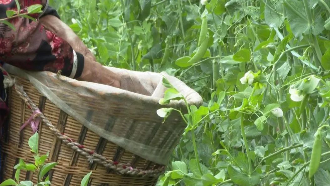 高寒山区种出“国际豆”！洱源大荚豌豆鲜甜上市，直供海外~