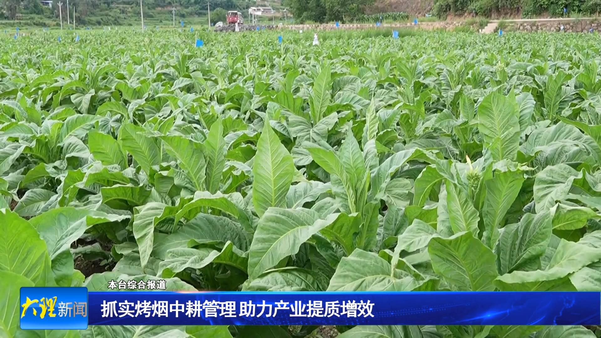 抓实烤烟中耕管理 助力产业提质增效