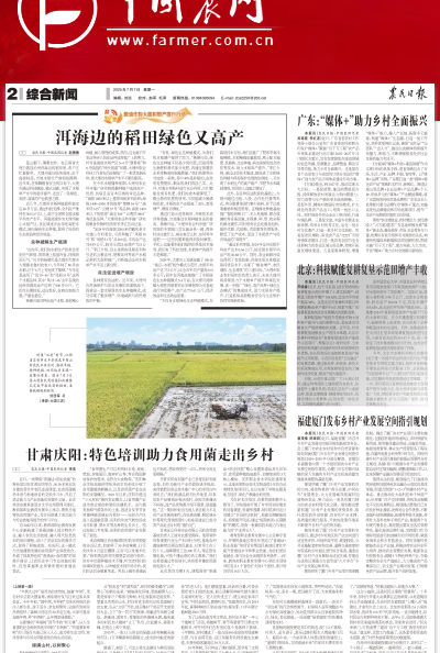 洱海边的稻田绿色又高产
