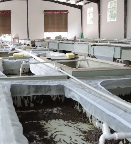怕蚂蟥？它身价超1000万/公斤！漾濞这个村靠“吸血虫”躺赚了