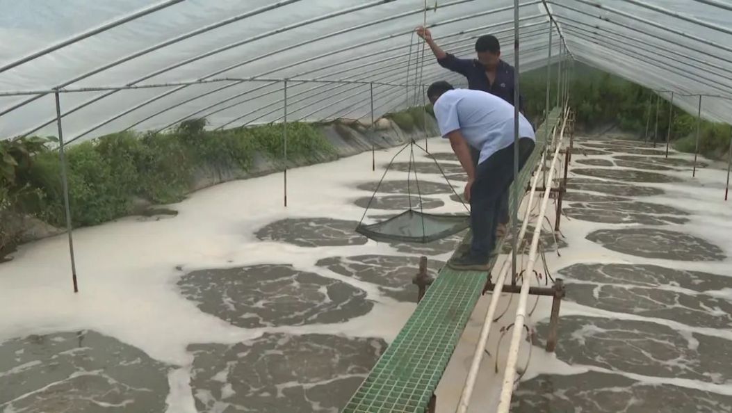 永平山地里蹦出 “水中鲜”，乡企富乡邻不走寻常路