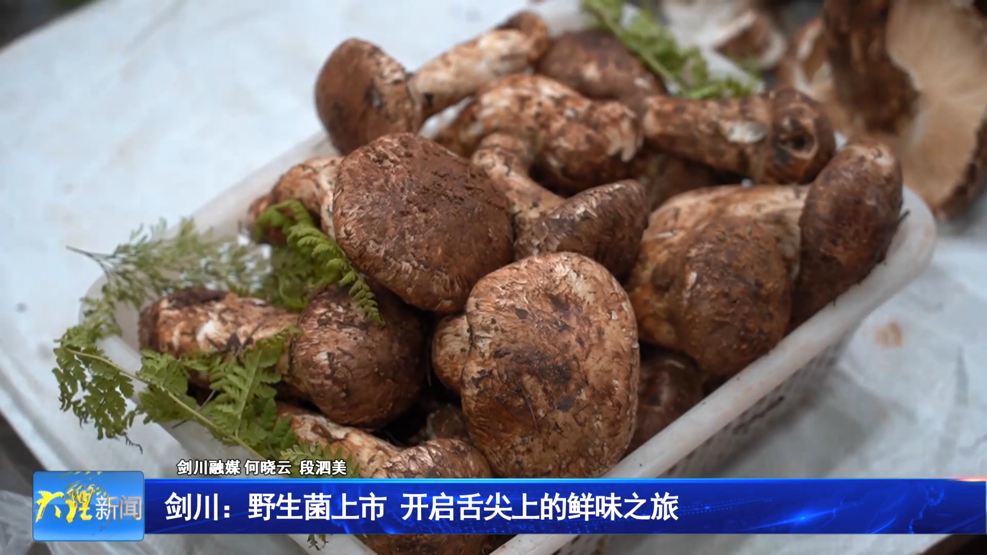 剑川：野生菌上市 开启舌尖上的鲜味之旅