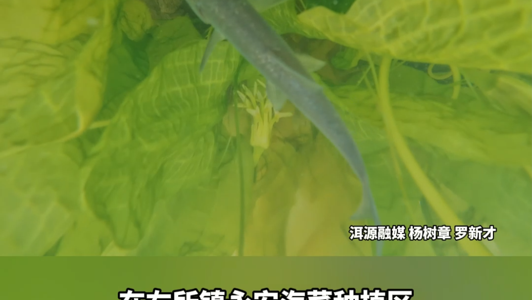 洱源县：立足生态  向“绿”而行 #洱海保护 #海菜花 #生态文明建设 #在大理爱上生活