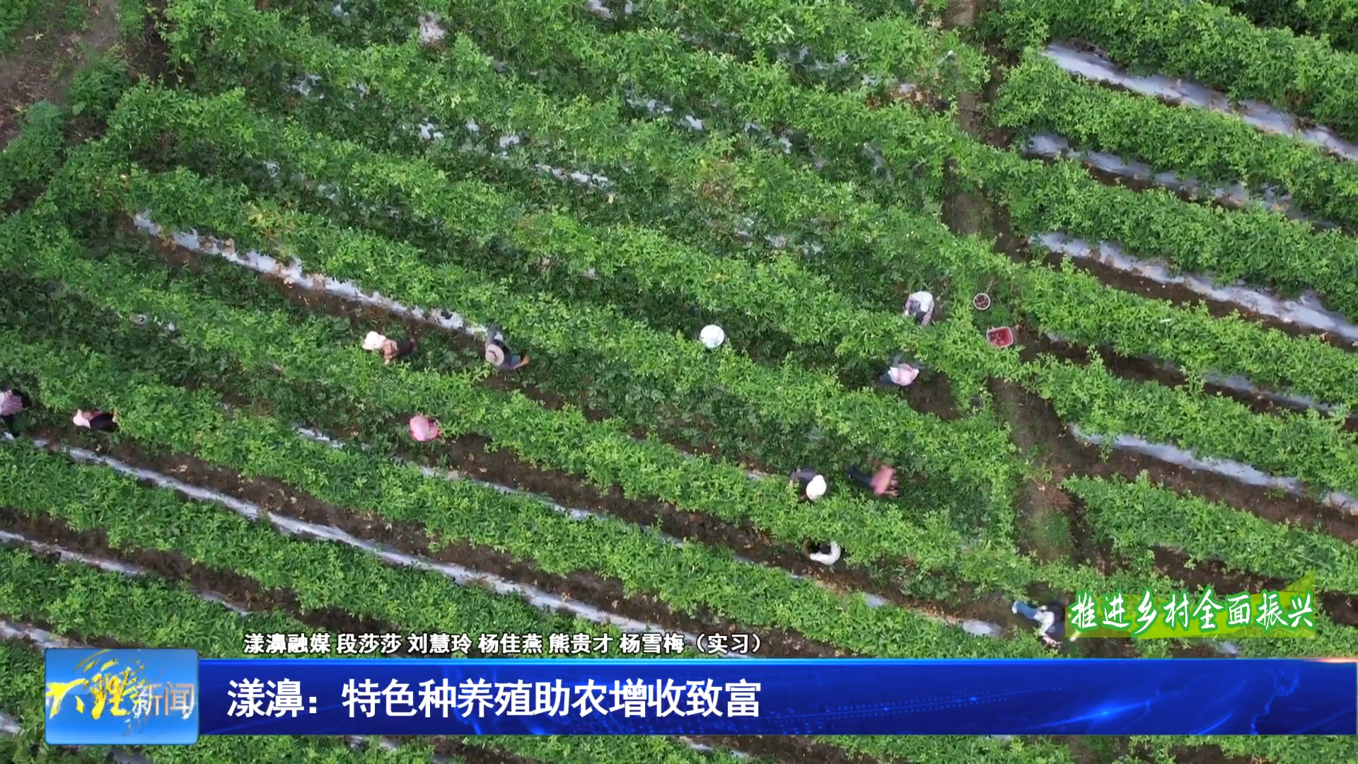 漾濞：特色种养殖助农增收致富