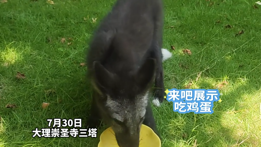 国家二级保护动物银黑狐现身大理三塔  可爱吃播已上线  速来打卡 #大理 #生物多样性