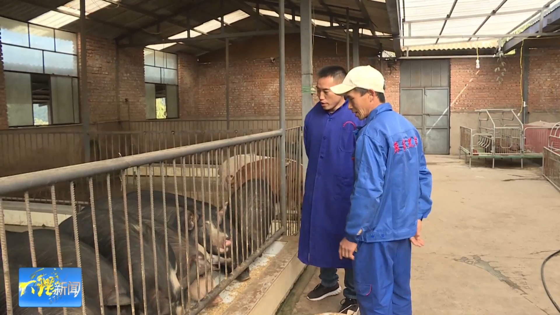 追梦人系列之六 从“沪漂”到“猪司令”——罗志刚的逆向创业路
