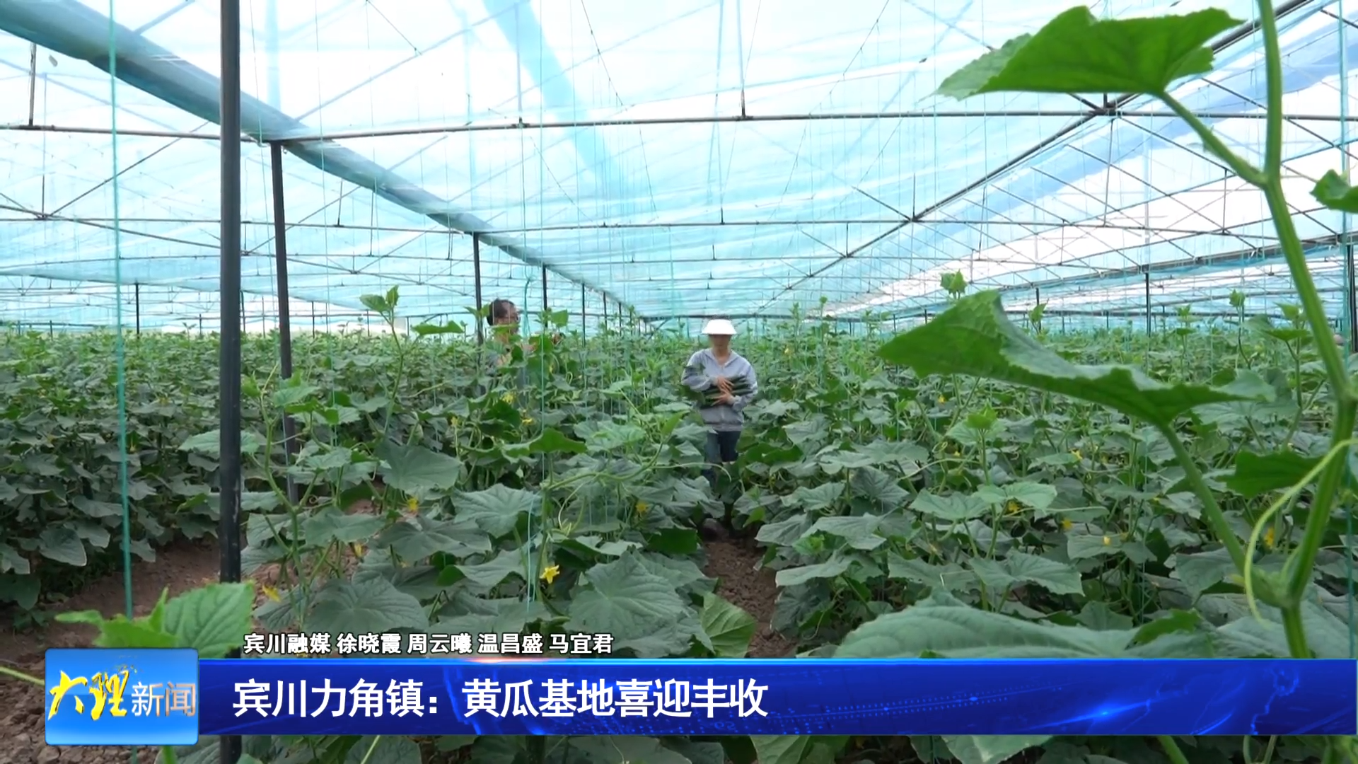 宾川力角镇：优质黄瓜喜迎丰收 