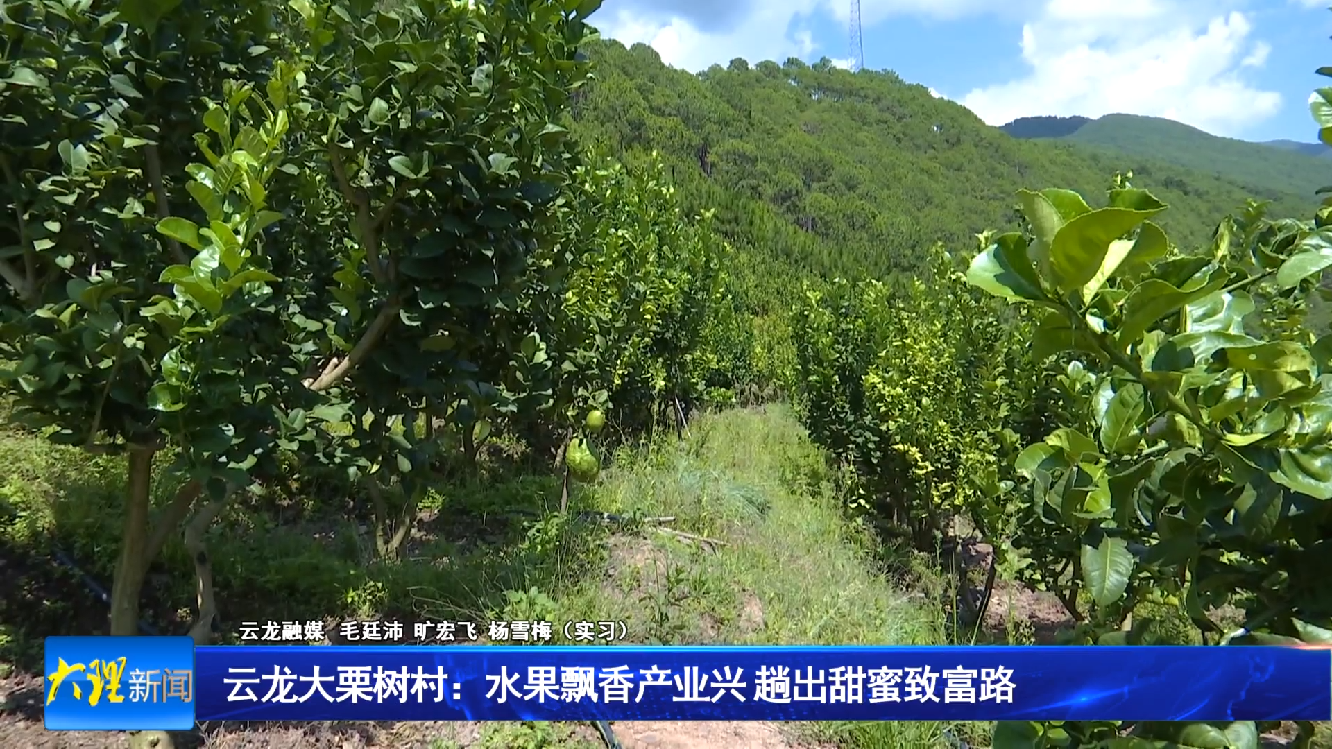 云龙大栗树村：水果飘香产业兴 趟出甜蜜致富路
