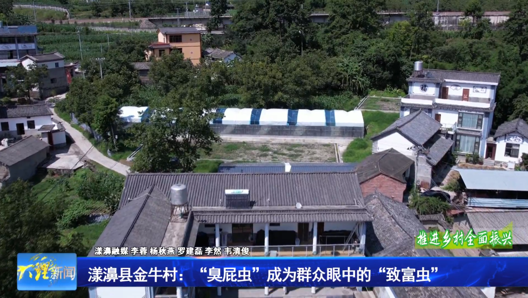 漾濞县金牛村：“臭屁虫”成为群众眼中的“致富虫”