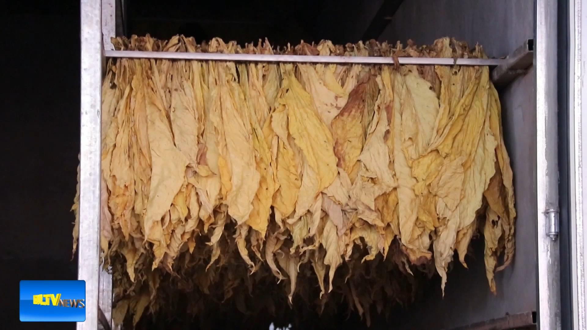 巍山：光伏赋能烟叶烘烤