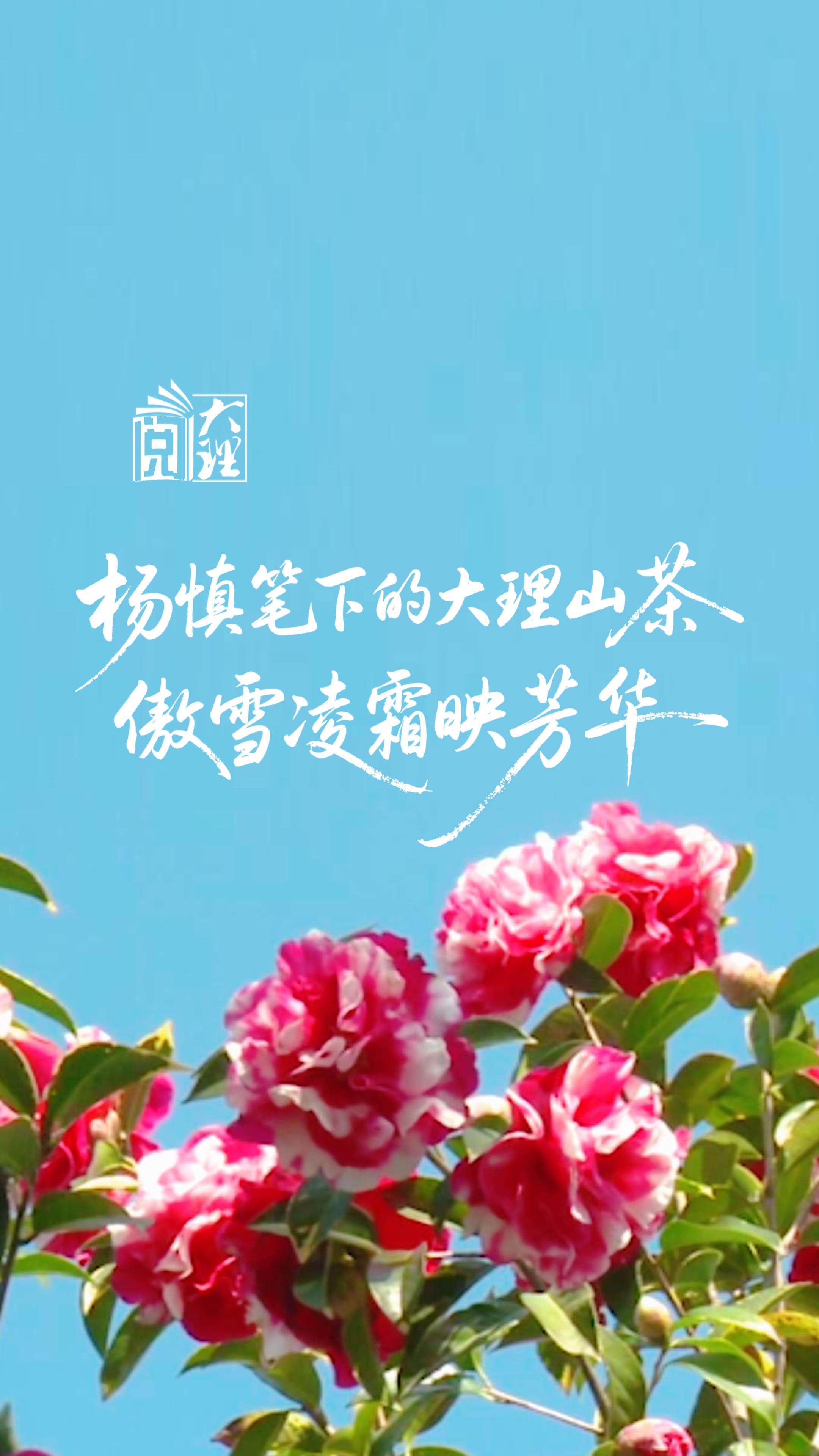 #在大理爱上生活 杨慎笔下的大理山茶 傲雪凌霜映芳华#这里是大理 #旅居大理品味乡愁  #阅读大理