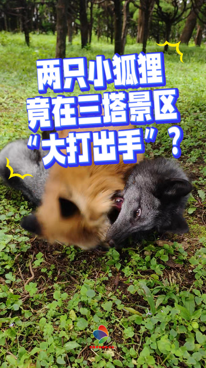 萌到犯规！两只小狐狸在三塔景区“大打出手”！ #国庆游大理 #在大理爱上生活 #生物多样性 #野生动物保护 