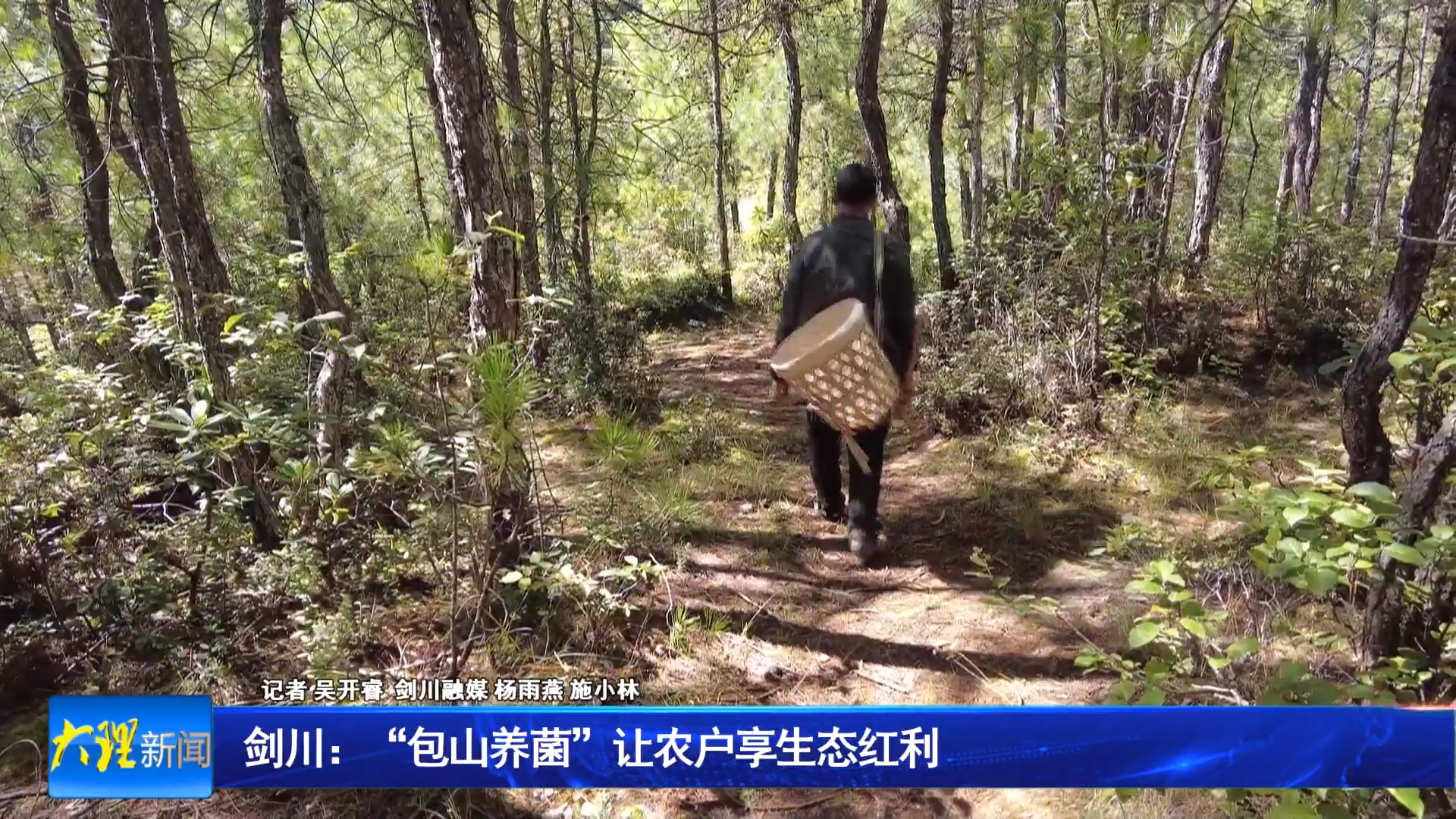 剑川：“包山养菌”让农户享生态红利