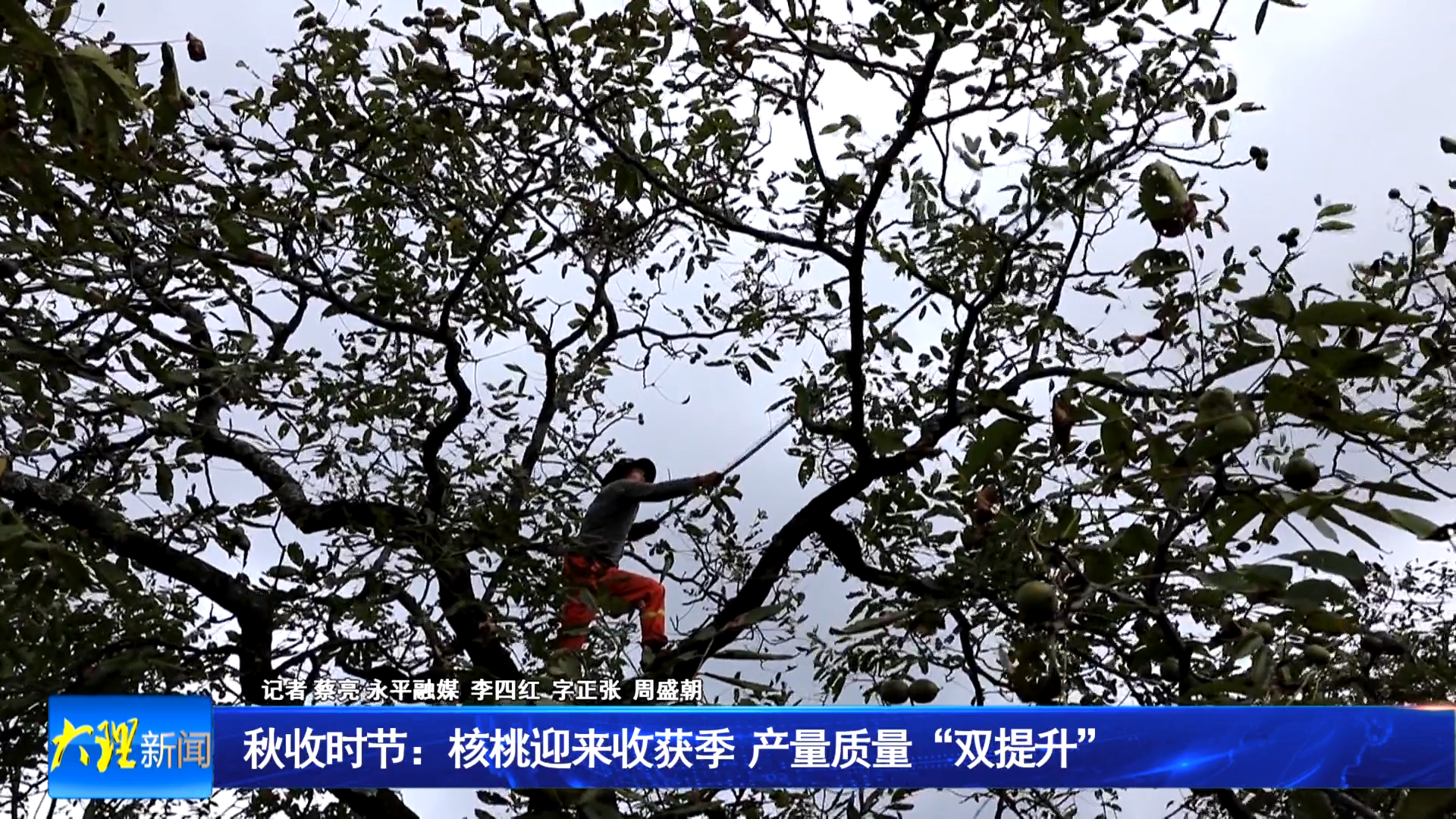 秋收时节：核桃迎来收获季 产量质量“双提升”