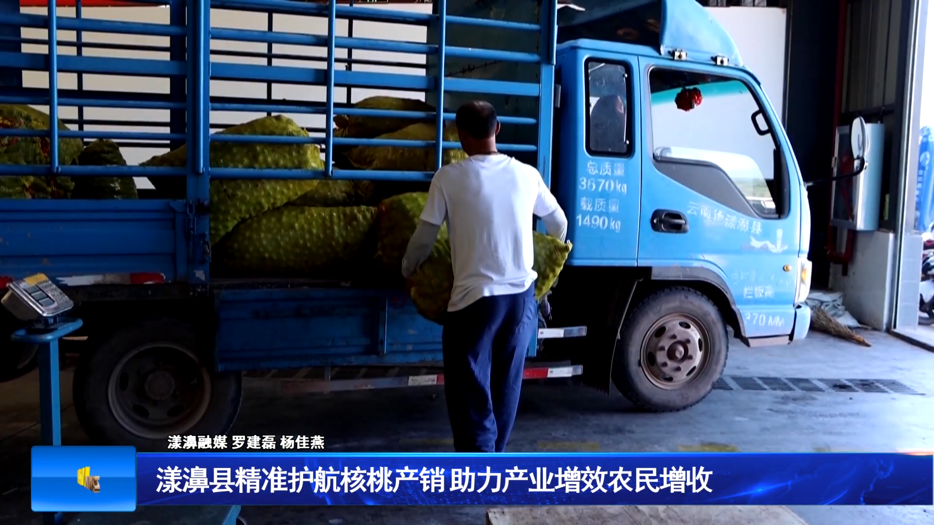 漾濞县精准护航核桃产销 助力产业增效农民增收