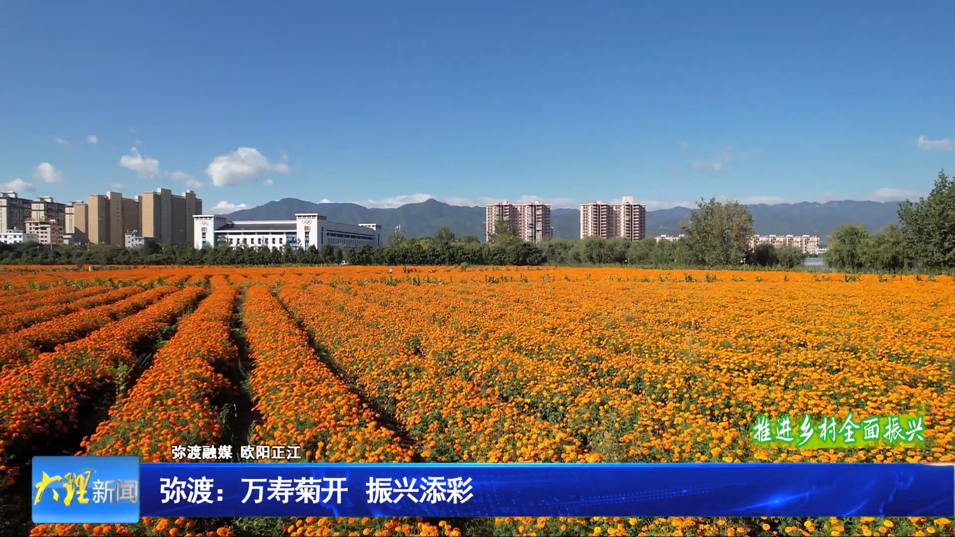 弥渡：万寿菊开 振兴添彩