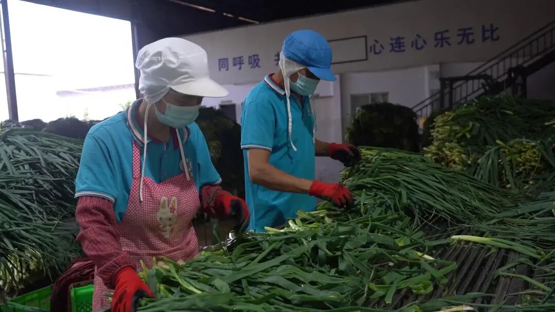 大理“葱”出一个亿！
