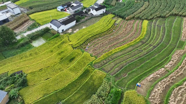 预计143.4万吨！大理州秋粮丰收啦～