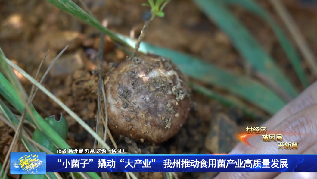 “小菌子”撬动“大产业”  我州推动食用菌产业高质量发展