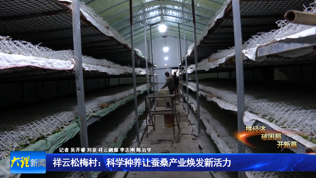 祥云松梅村：科学种养让蚕桑产业焕发新活力