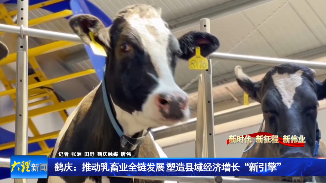 鹤庆：推动乳畜业全链发展 塑造县域经济增长“新引擎”